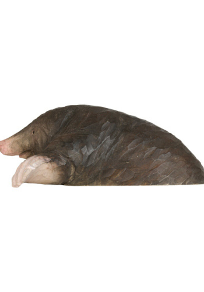 Wildlife Garden - European Mole