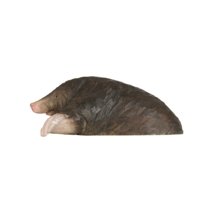 Wildlife Garden - European Mole