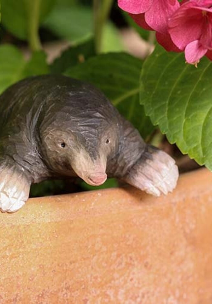 Wildlife Garden - European Mole