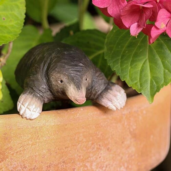 Wildlife Garden - European Mole