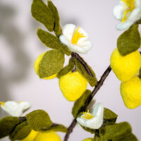 Sjaal met een Verhaal - Tak: Citroen