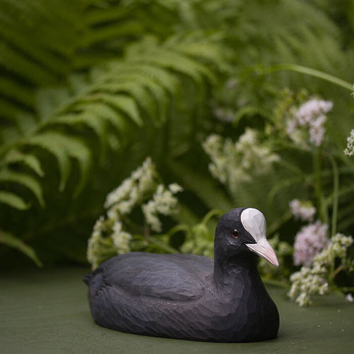 Wildlife Garden Eurasian Coot (Meerkoet) - Wildlife Garden