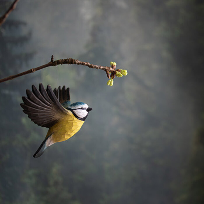 Wildlife Garden – Flying Blue Tit (Pimpelmees)