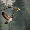 Flying Goldfinch (Putter) – Wildlife Garden