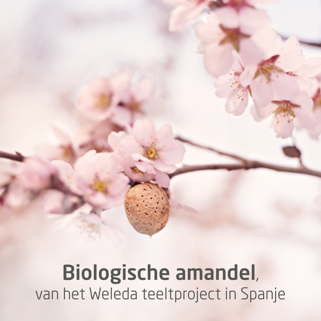 Weleda - Zwangerschapsolie - 100 ml