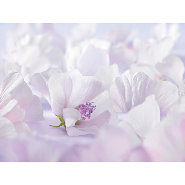 Weleda - Witte Malva - Gezichtscrème - 50 ml - Parfumvrij