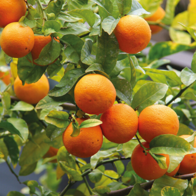 Weleda Kids - Baby Shampoo & Bodywash - 150 ml