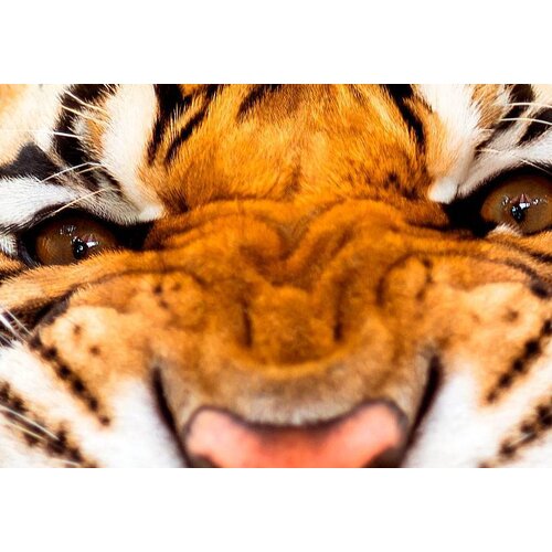 Schilderij Energie van een tijger