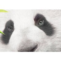 Schilderij - Kleine Panda
