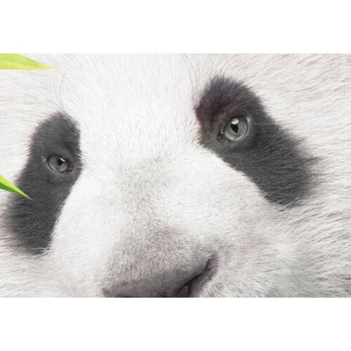 Schilderij - Kleine Panda