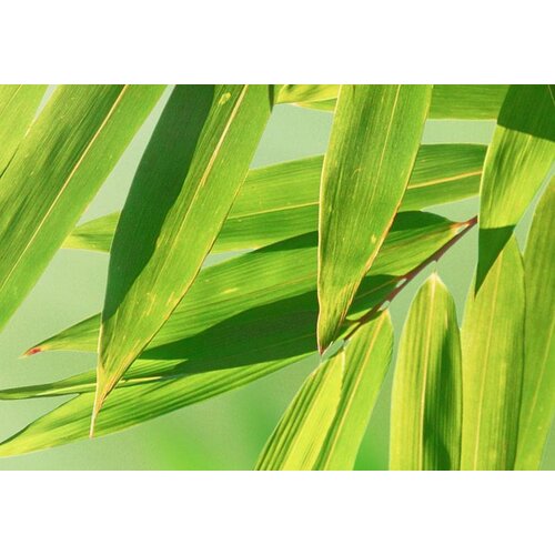 Schilderij - Kleine Panda