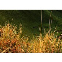 Schilderij Groene Vallei