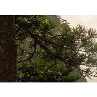 Schilderij Prachtig uitzicht