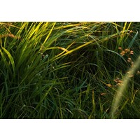 Schilderij Land of Calm