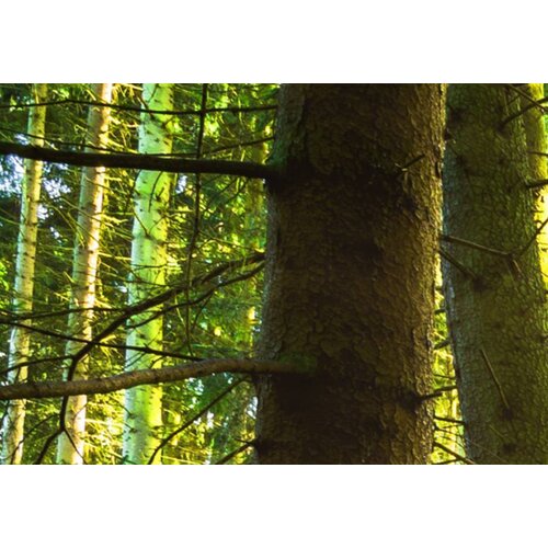 Schilderij Koninklijk Bos