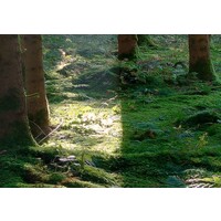 Schilderij Sprookjesbos