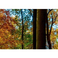 Schilderij Sprookjesbos II