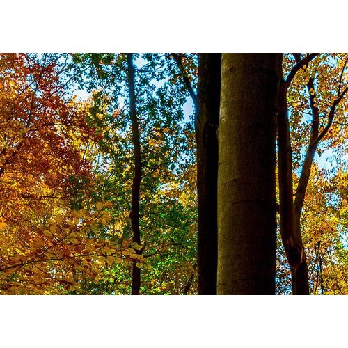 Schilderij Sprookjesbos II