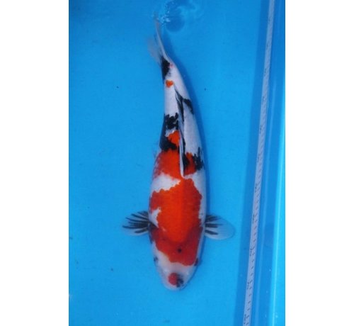 Showa Nogami Showa 45cm | Japanse Koi