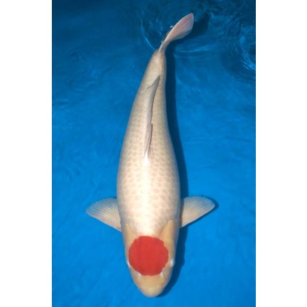 Tancho Koi Kopen MA koi Tancho Koi Kopen MA koi