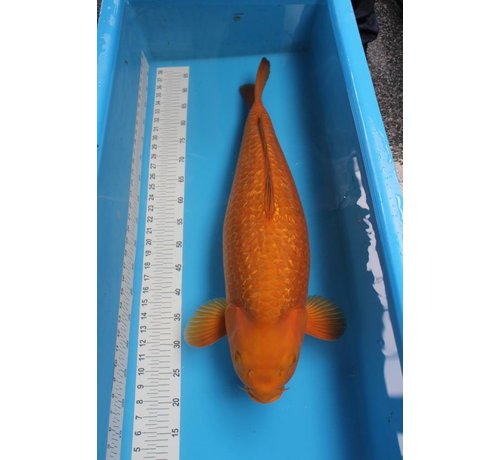 Chagoi Hirashin Ginrin Chagoi 73cm | Japanse Koi