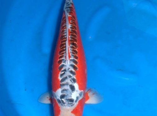 Shusui Hirasawa Shusui