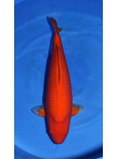 Yagenji Yagenji Benigoi Yonsai 69cm | Japanse Koi