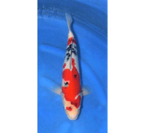 Sanke Nagoshi Sanke Nissai | Japanse Koi