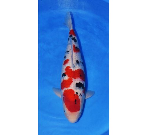 Sanke Nagoshi Sanke 73cm verkocht