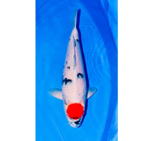Tancho Showa Isa Tancho Showa 58cm