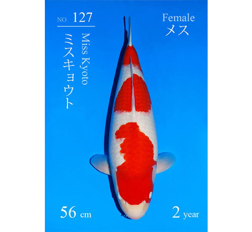 Kohaku Kohaku SFF Miss Kyoto 56cm