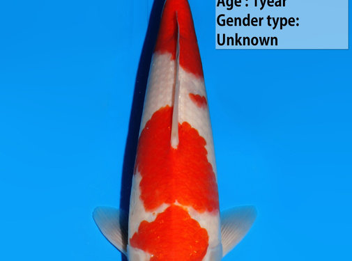 Kohaku Kohaku Dainichi Tosai 323