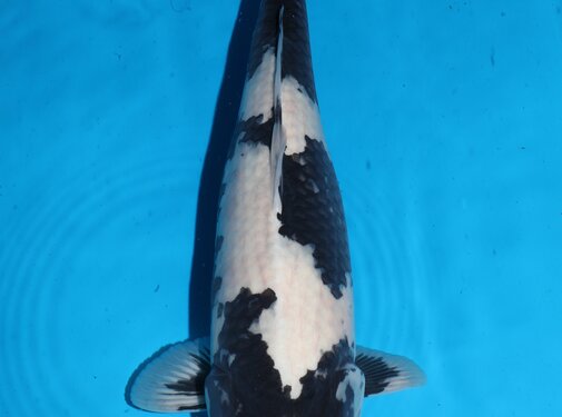 Shiro Utsuri Shiro utsuri Omosako 1