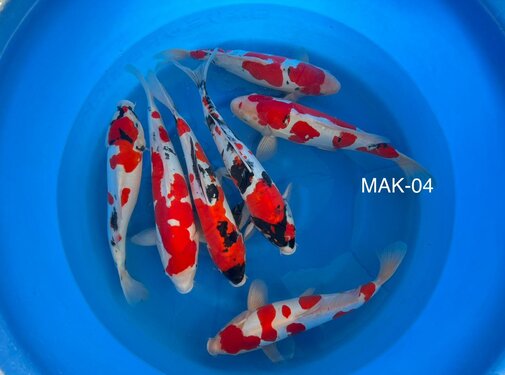 Mix Shinoda Nissai mix 1