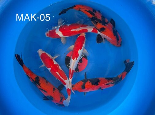 Mix Shinoda Nissai mix 2