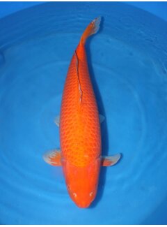 Karashigoi Hirasawa Red Karashigoi 91cm verkocht