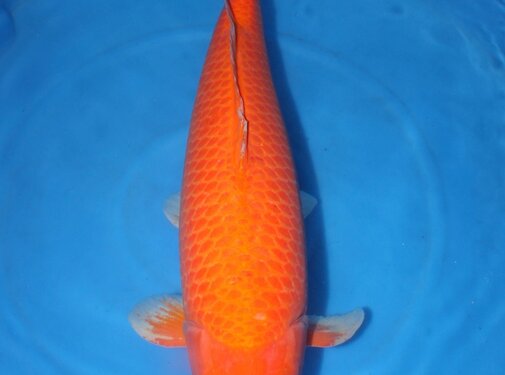 Karashigoi Hirasawa Red Karashigoi 91cm verkocht