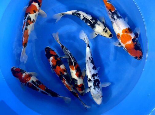 Mix Kohaku Takigawa 01 - Copy - Copy - Copy - Copy - Copy - Copy - Copy - Copy - Copy - Copy - Copy - Copy - Copy - Copy - Copy - Copy - Copy - Copy - Copy - Copy - Copy - Copy - Copy - Copy - Copy - Copy - Copy