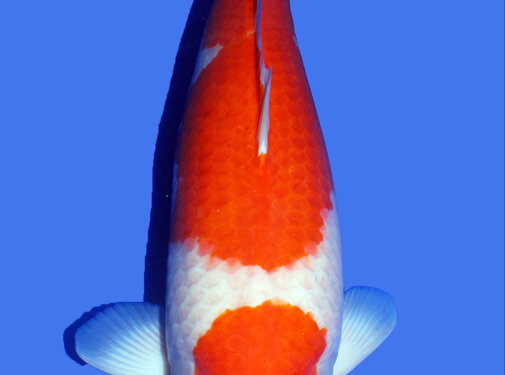 Kohaku SFF Kohaku 70cm, female
