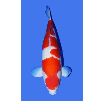 Kohaku Taniguchi Kohaku 69cm Man 4 jaar