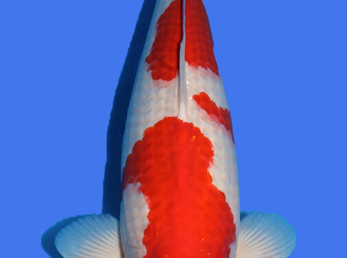 Kohaku Tamaura Sansai Kohaku 67cm