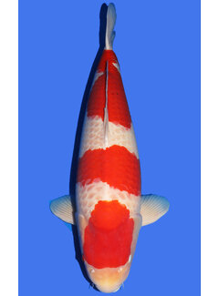 Kohaku Kohaku SFF Snowman  85cm