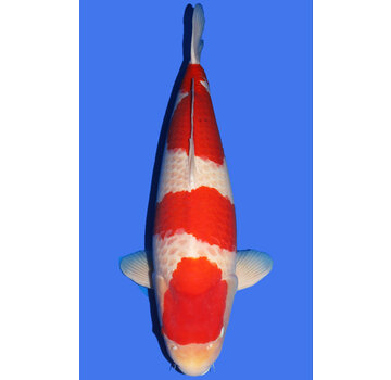 Kohaku Kohaku SFF Snowman  85cm