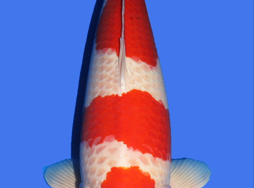 Kohaku Kohaku SFF Snowman  85cm