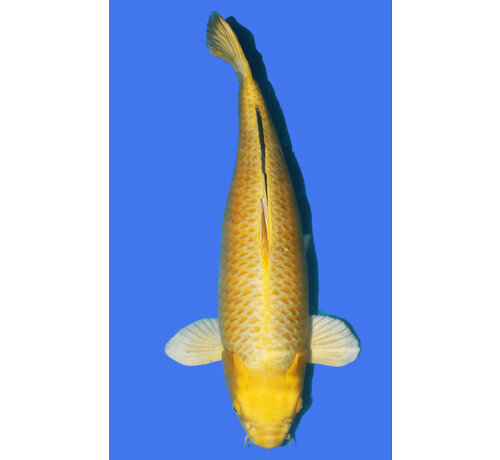 Yamabuki Sansai Yamabuki 73cm Taniguchi 03