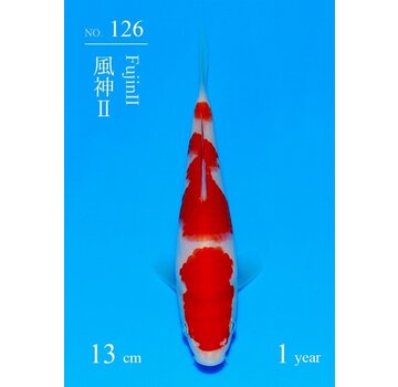 Kohaku Sakai Fish Farm Tosai Azukari SFF VERKOCHT