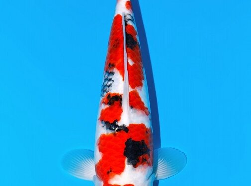 momotaro Momotaro Sanke nr 151 Tosai VHQ 37cm Auction verkocht