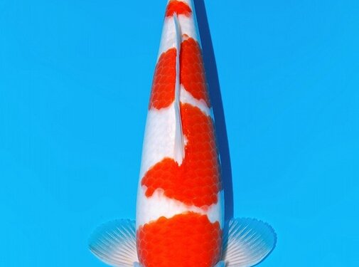 momotaro Momotaro Kohaku nr 102 Tosai VHQ 35cm Aucti verkocht