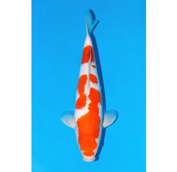 momotaro Momotaro Kohaku nr 37 Tosai HQ 37cm Auction