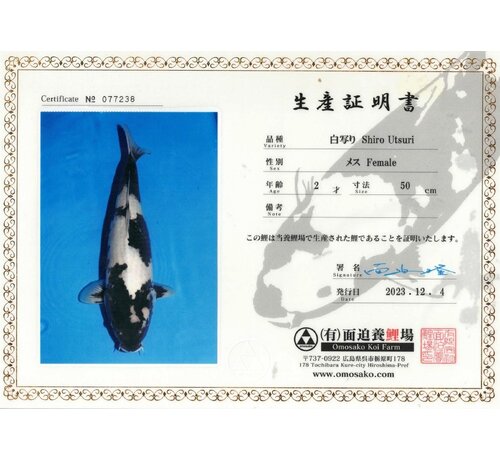 Shiro Utsuri Shiro utsuri 60cm  Omosako